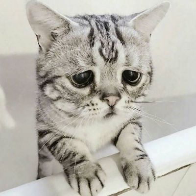  黄色软件3.03viov免费下载  -  综述| 
